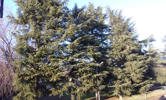 KODAK Digital Still Camera